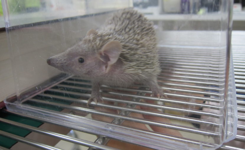 この動物の名前知ってますか?