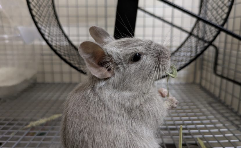 デグーさんにおやつあげすぎていませんか?