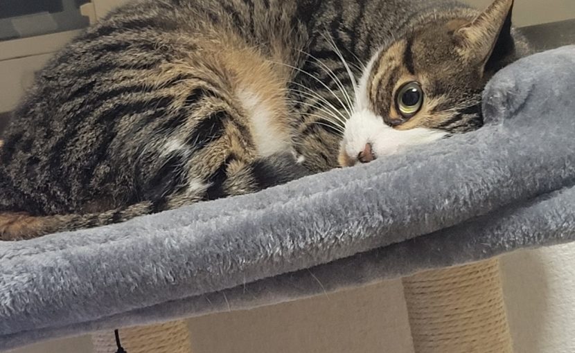 いざというときのために覚える動物看護