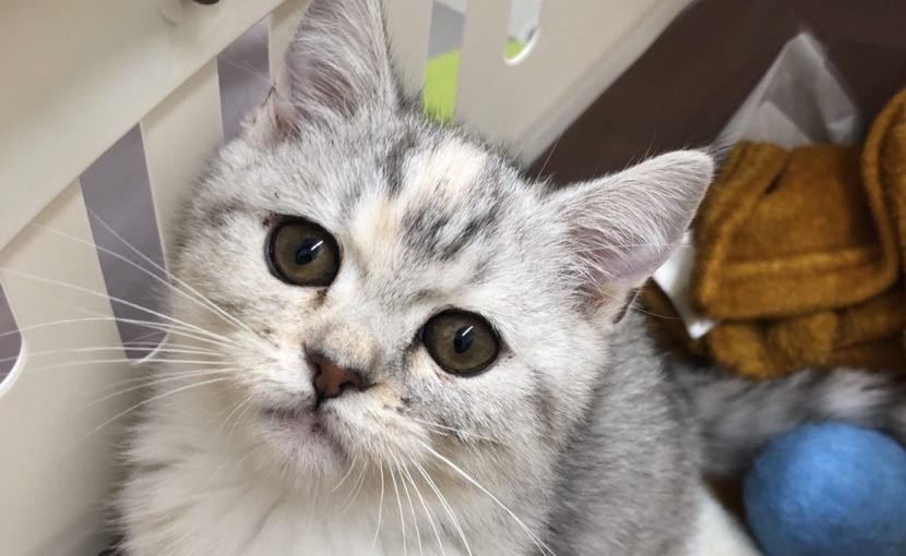ねこちゃんの予防接種しておきませんか？