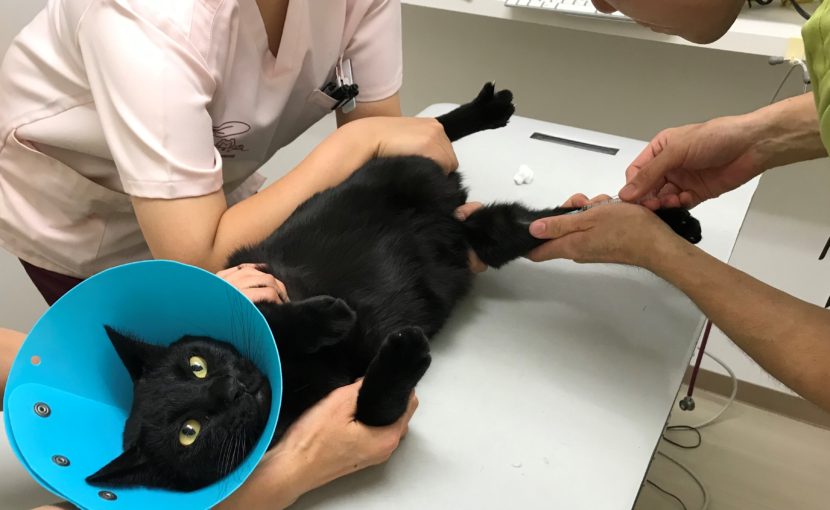ネコちゃんの健診でみつかる病気