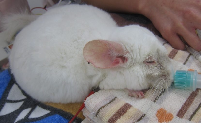動物も夏は熱中症に注意!