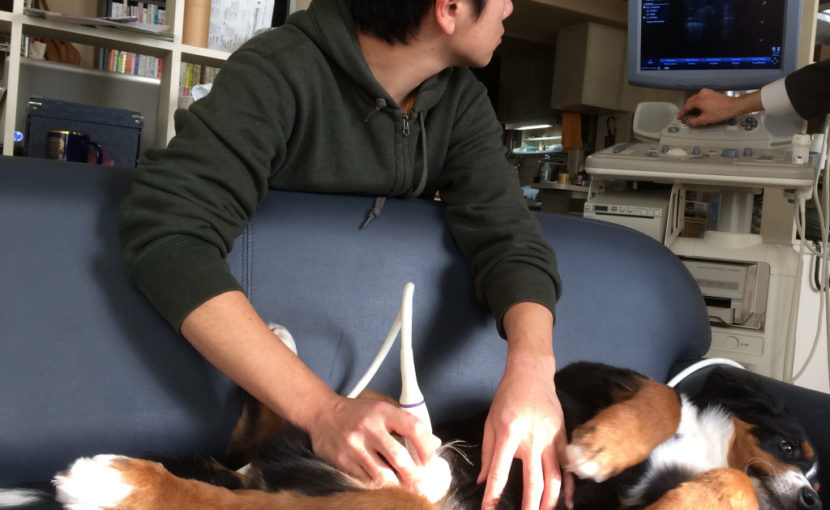 犬の腹部超音波検査