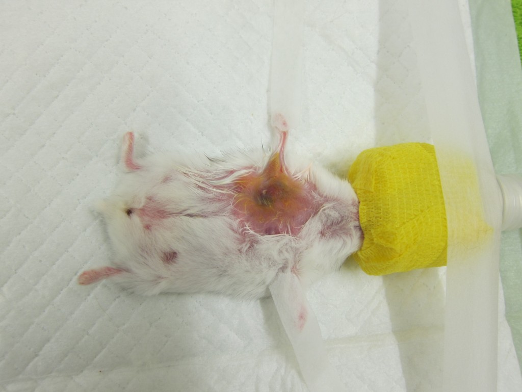 hamster before operation