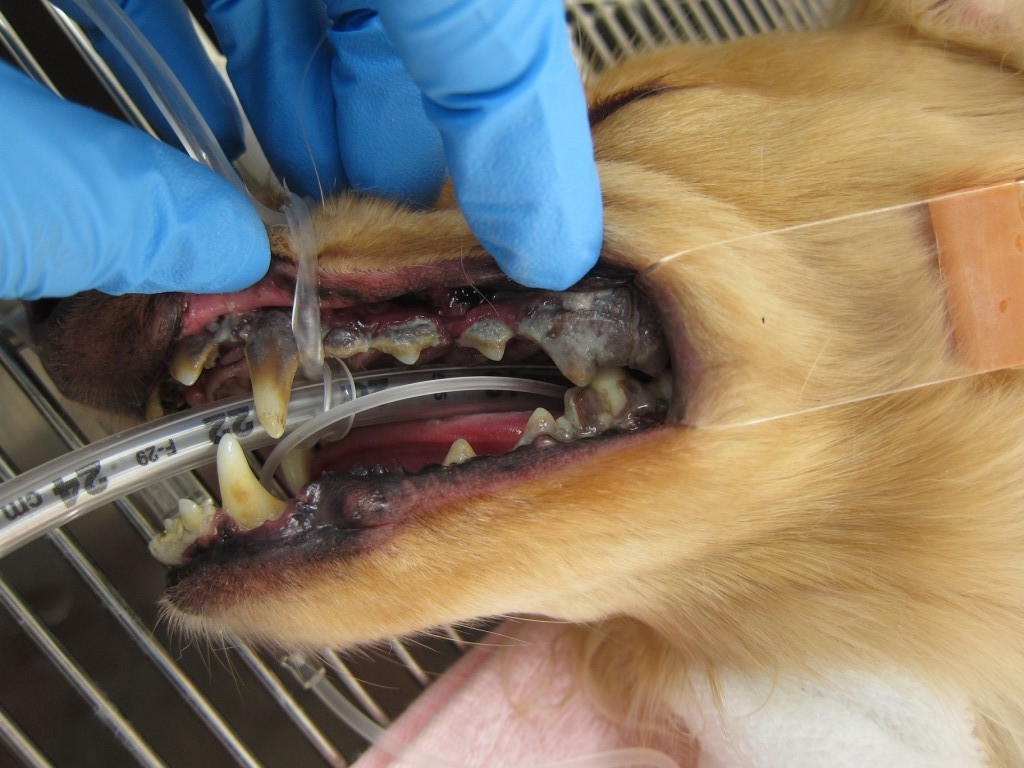 dog dental care1