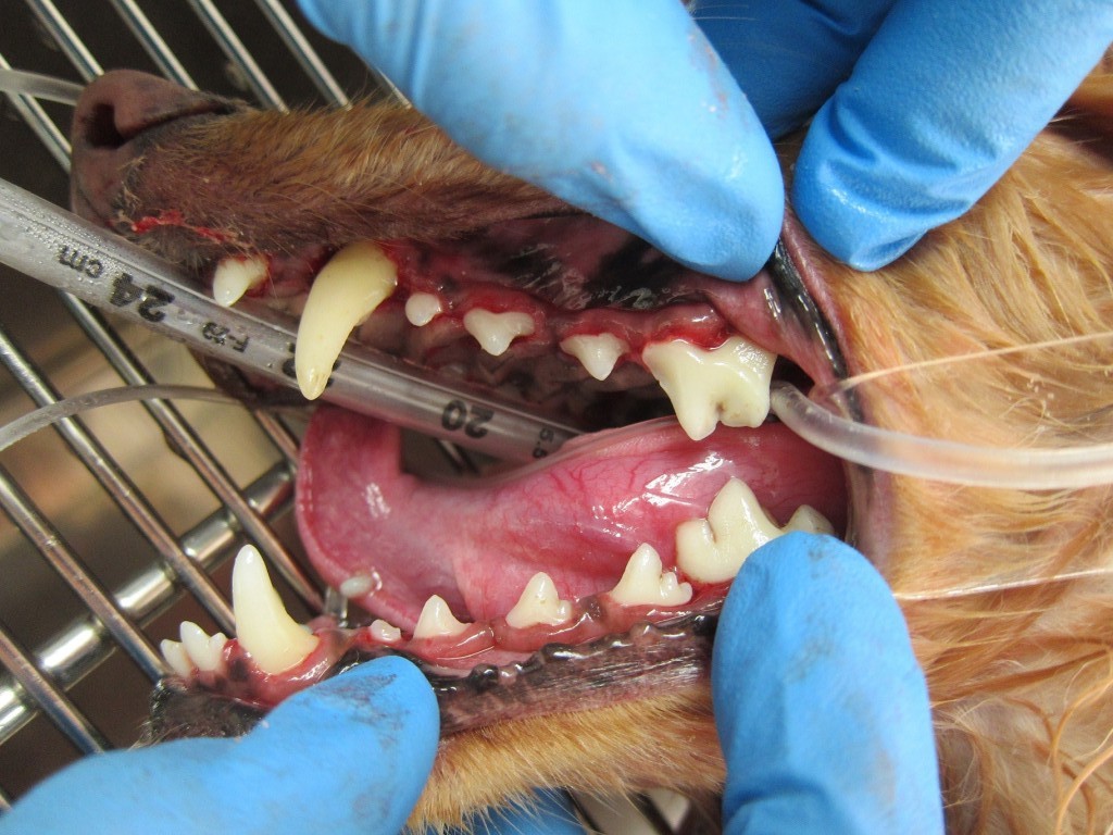 dog dental care after