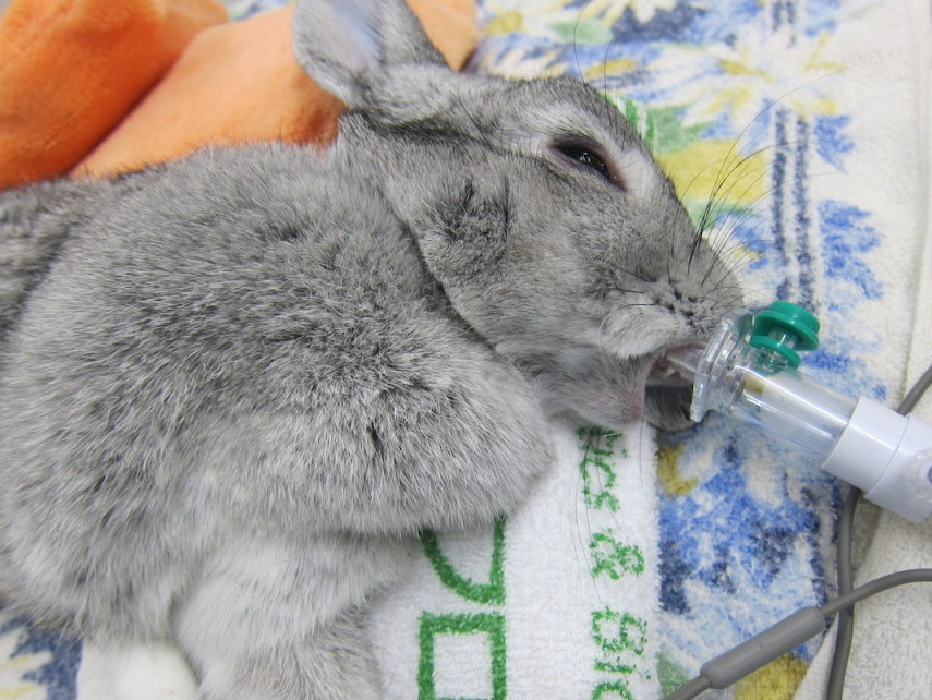 うさぎの避妊 少し詳しくご紹介 手術画像あり ポックル動物病院 札幌市手稲区 犬 猫 小動物