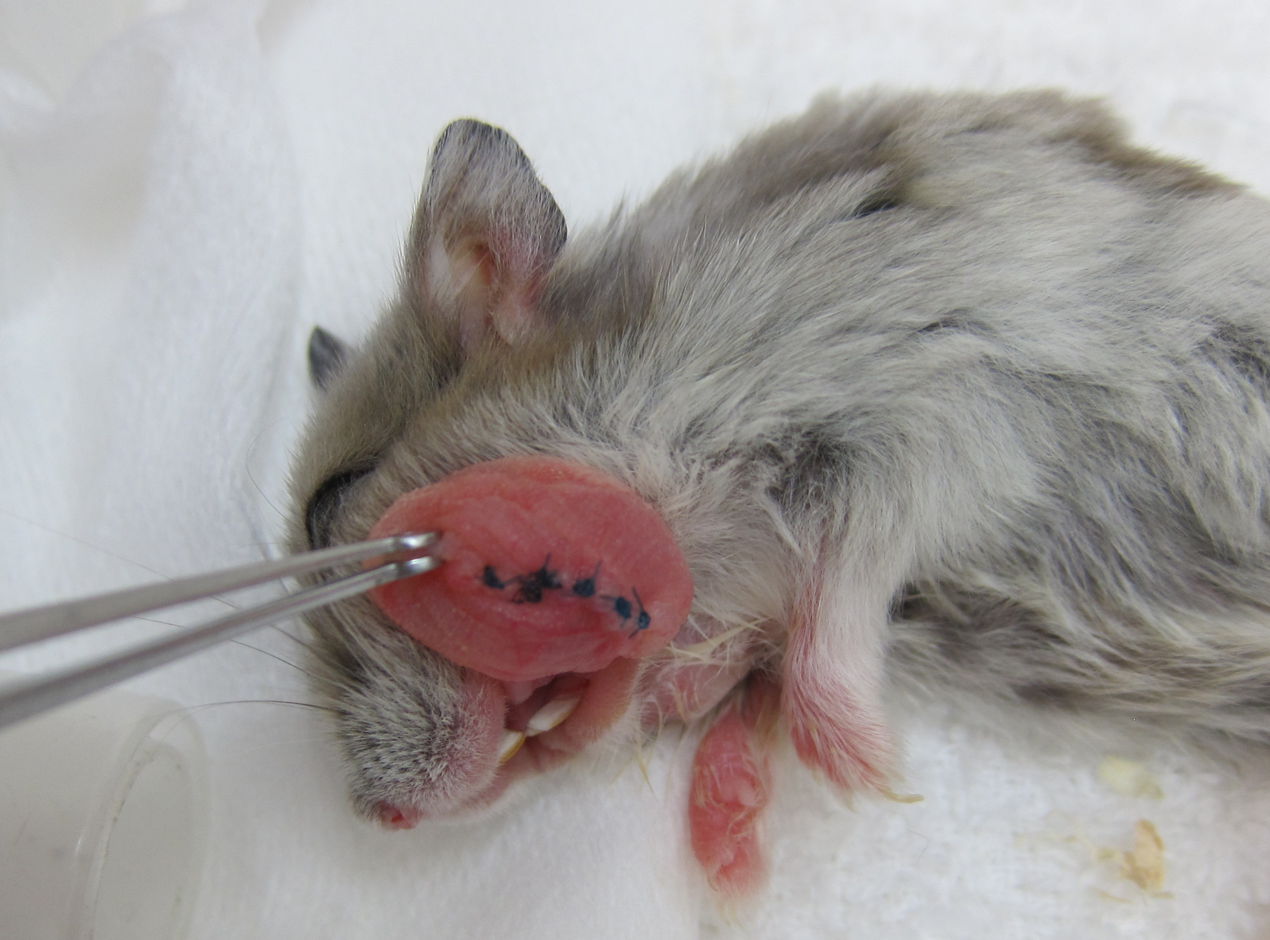 hamster cheek pouch suture