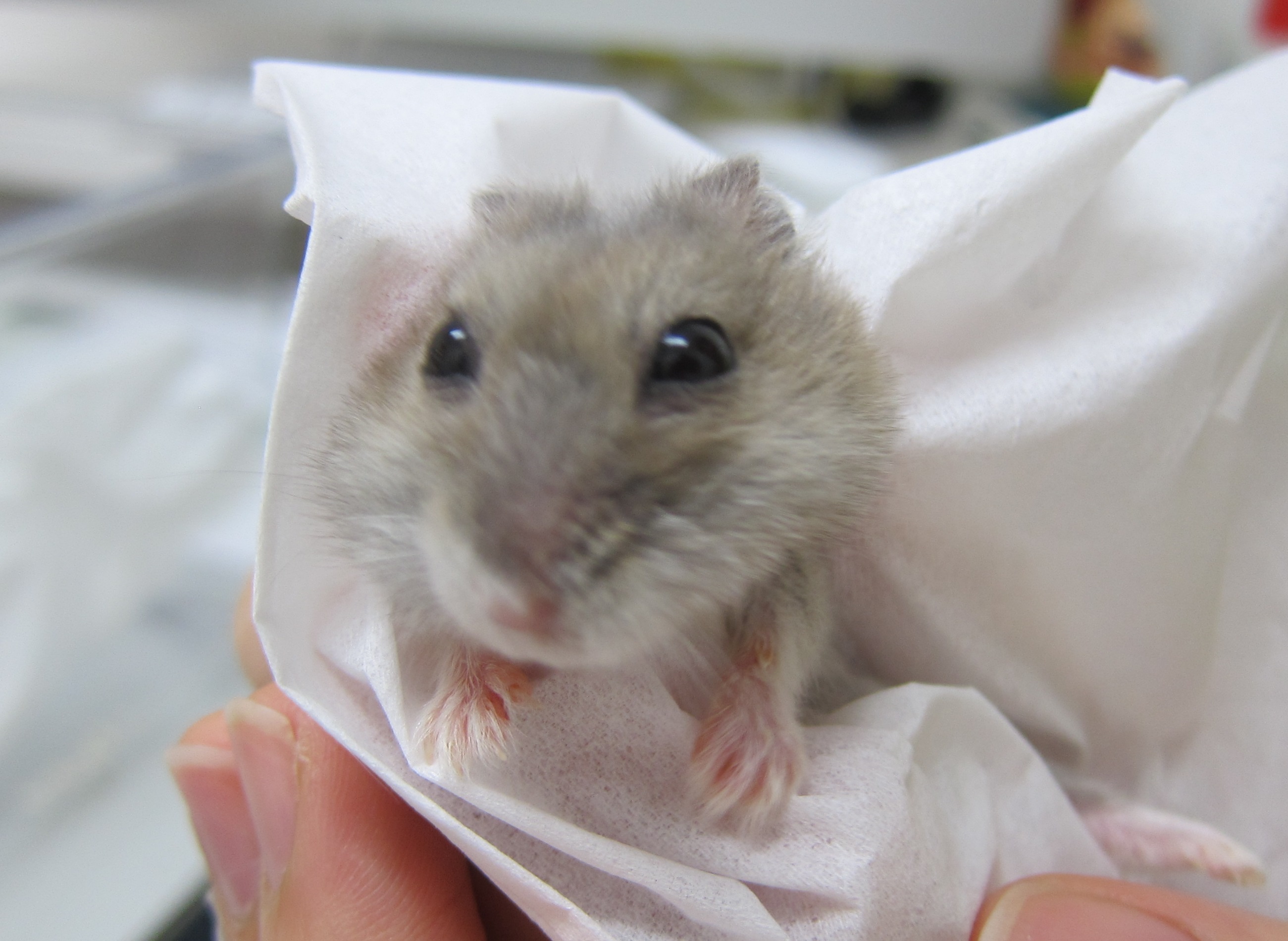 hamster cheek pouch prolapse surgery