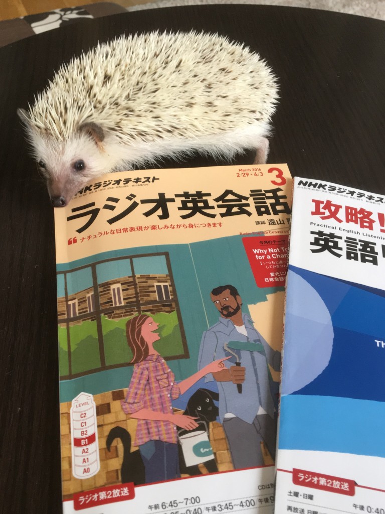 studying headgehog 