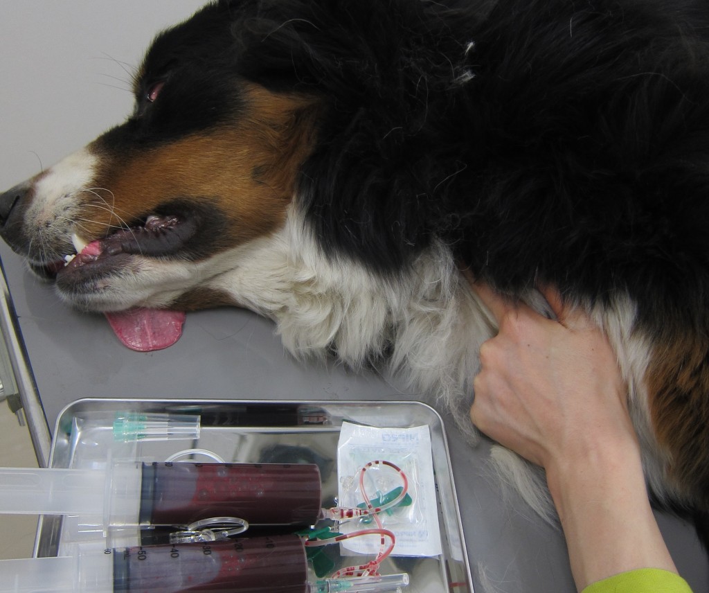 blood transfusion in dog