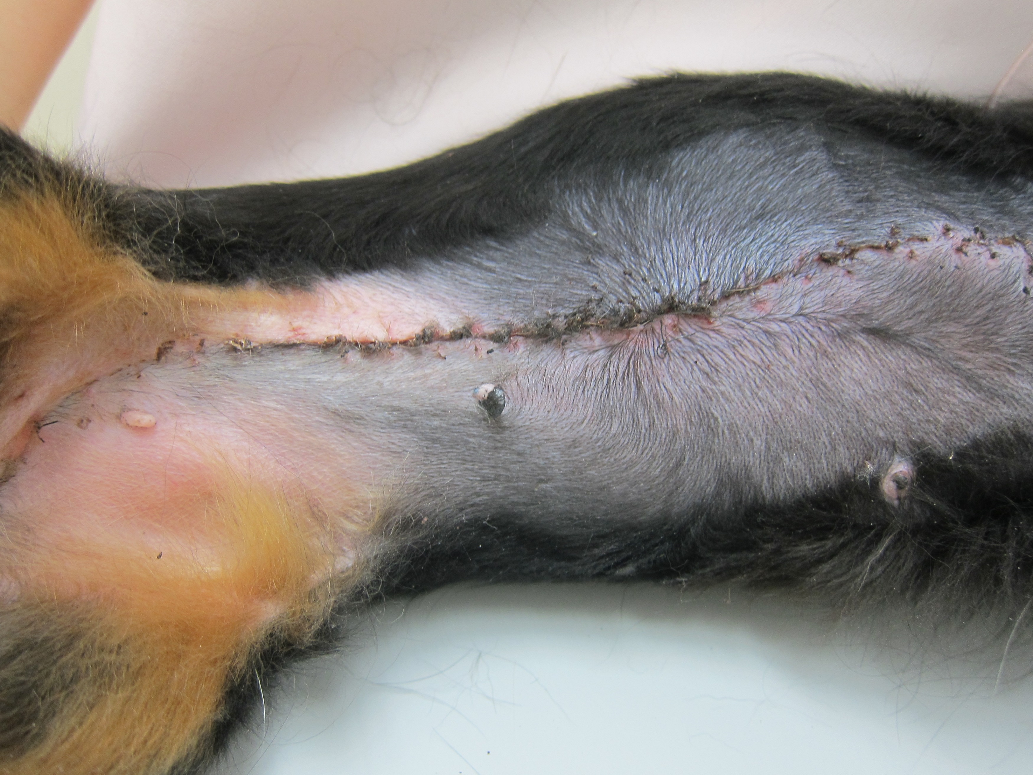 小動物の老令病 小動物の老令病 小動物の老齢病 - ノースブックセンター