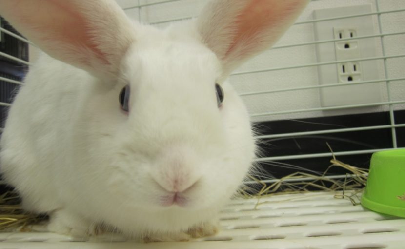 おてんばウサギもめんの接し方 ポックル動物病院 札幌市手稲区 犬 猫 小動物