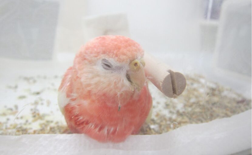 インコの神経症状