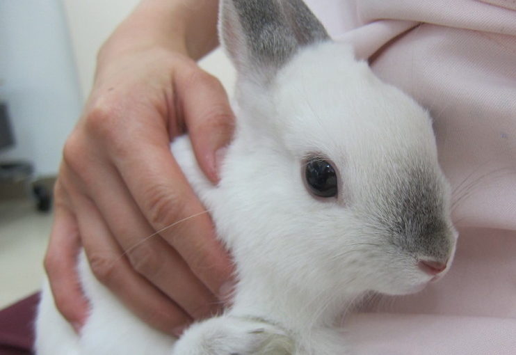 ウサギの骨折手術 ポックル動物病院 札幌市手稲区 犬 猫 小動物