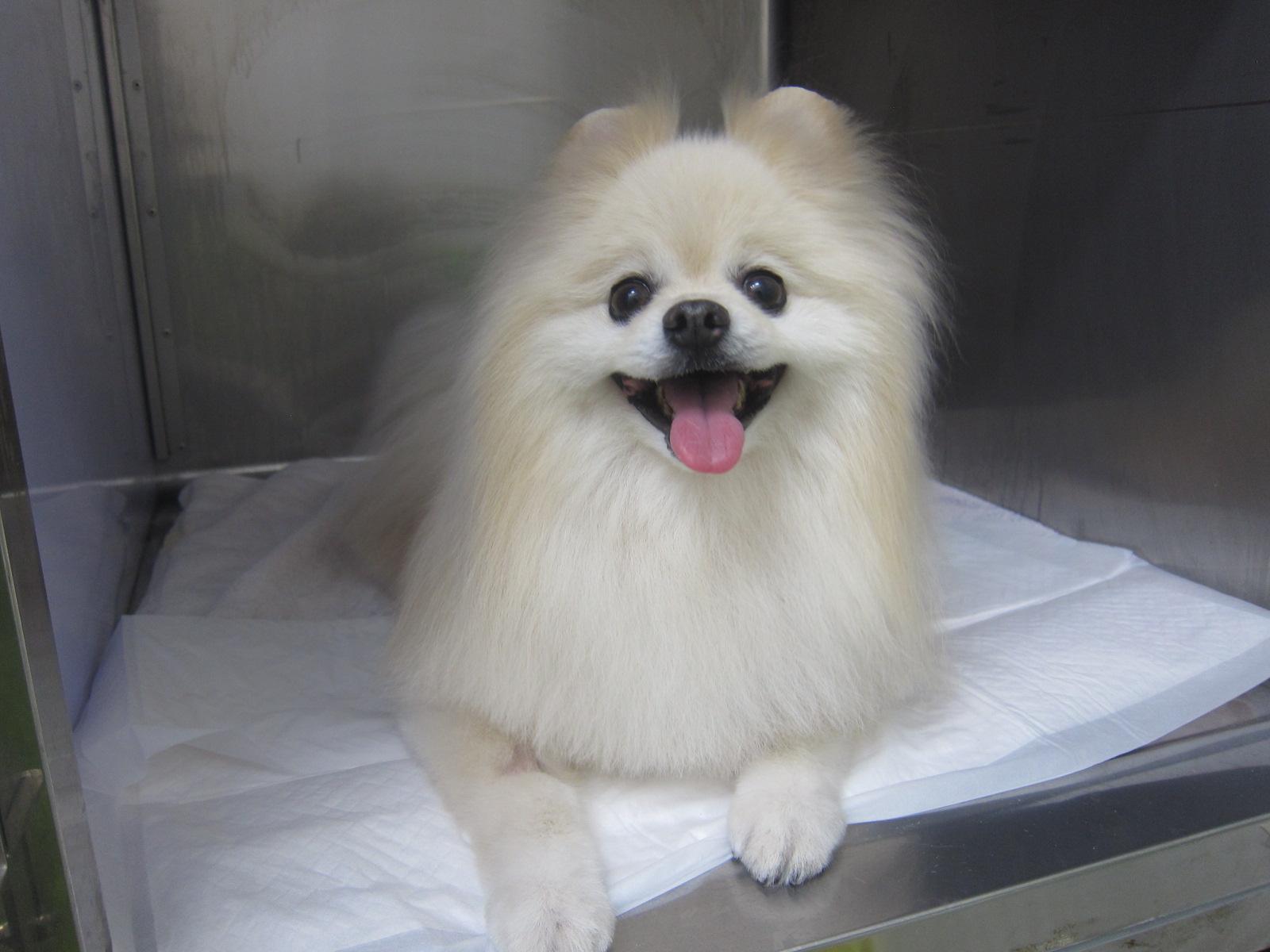 胆嚢破裂を乗り越えたポコちゃんの話 ポックル動物病院 札幌市手稲区 犬 猫 小動物