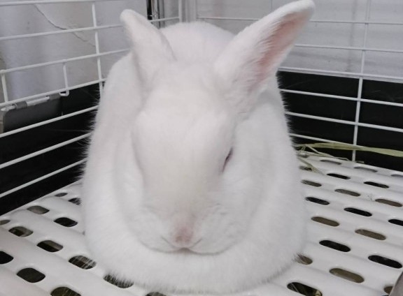 うさぎも輸血ができるんです