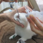 rabbit intubation 2