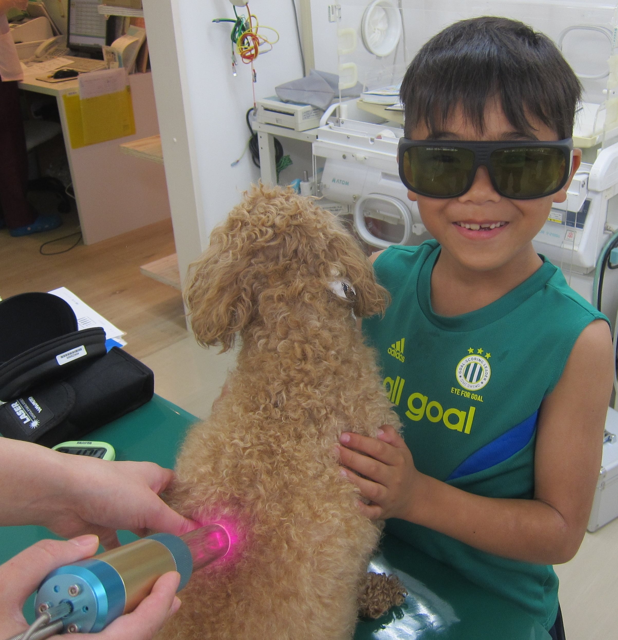半導体レーザーによる治療 ポックル動物病院 札幌市手稲区 犬 猫 小動物