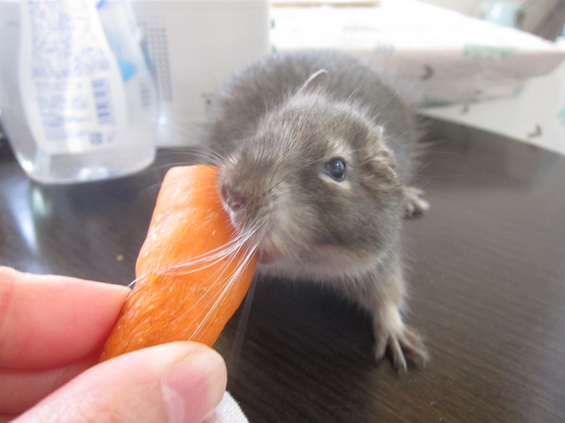 デグーの円形脱毛 ポックル動物病院 札幌市手稲区 犬 猫 小動物