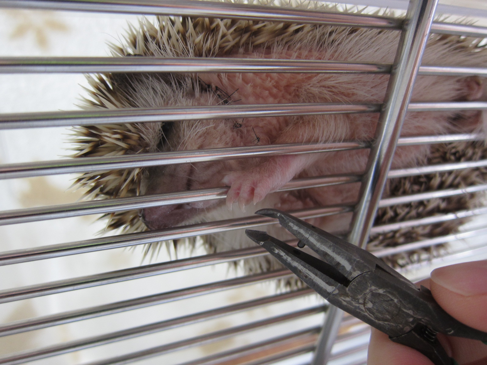 爪切りだけでも動物病院へ ポックル動物病院 札幌市手稲区 犬 猫 小動物