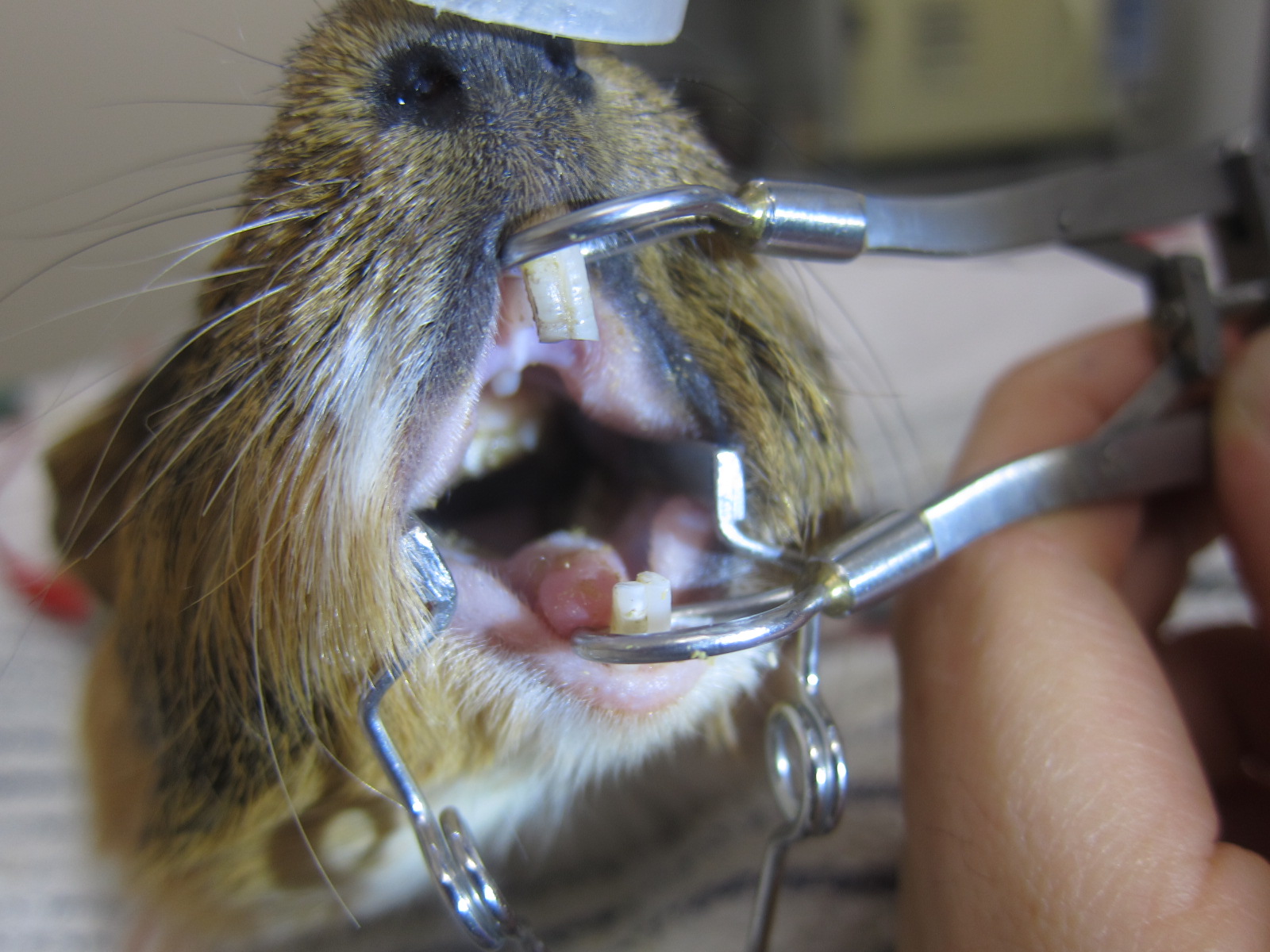 ウサギやげっ歯類の不正咬合 ポックル動物病院 札幌市手稲区 犬 猫 小動物
