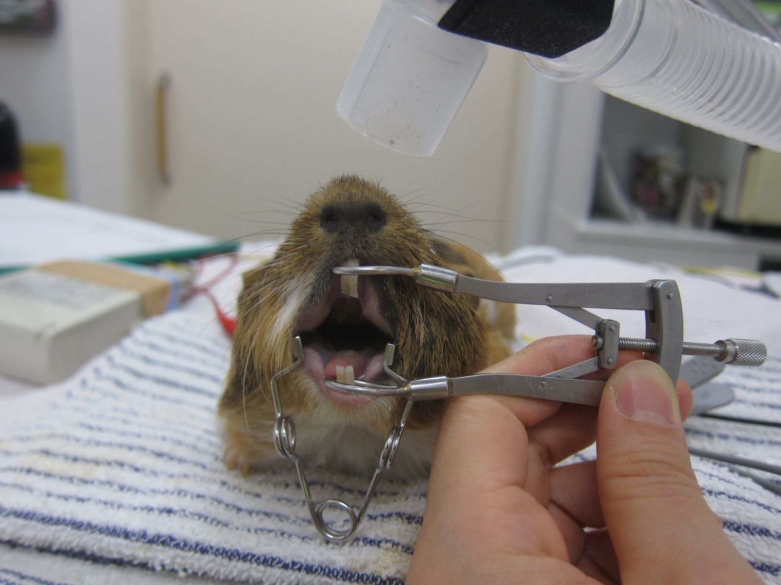 ウサギやげっ歯類の不正咬合 ポックル動物病院 札幌市手稲区 犬 猫 小動物
