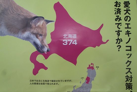 エキノコックスとわんちゃんの関係 ポックル動物病院 札幌市手稲区 犬 猫 小動物