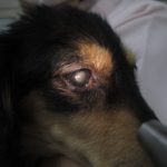 白内障と核硬化症の違いって ポックル動物病院 札幌市手稲区 犬 猫 小動物