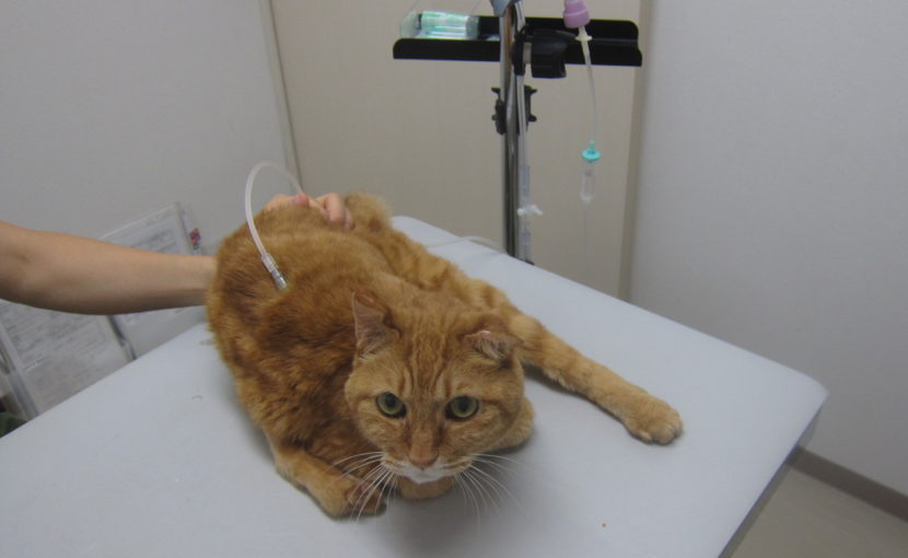 とらえもんの腎不全 治療開始から２年 ポックル動物病院 札幌市手稲区 犬 猫 小動物