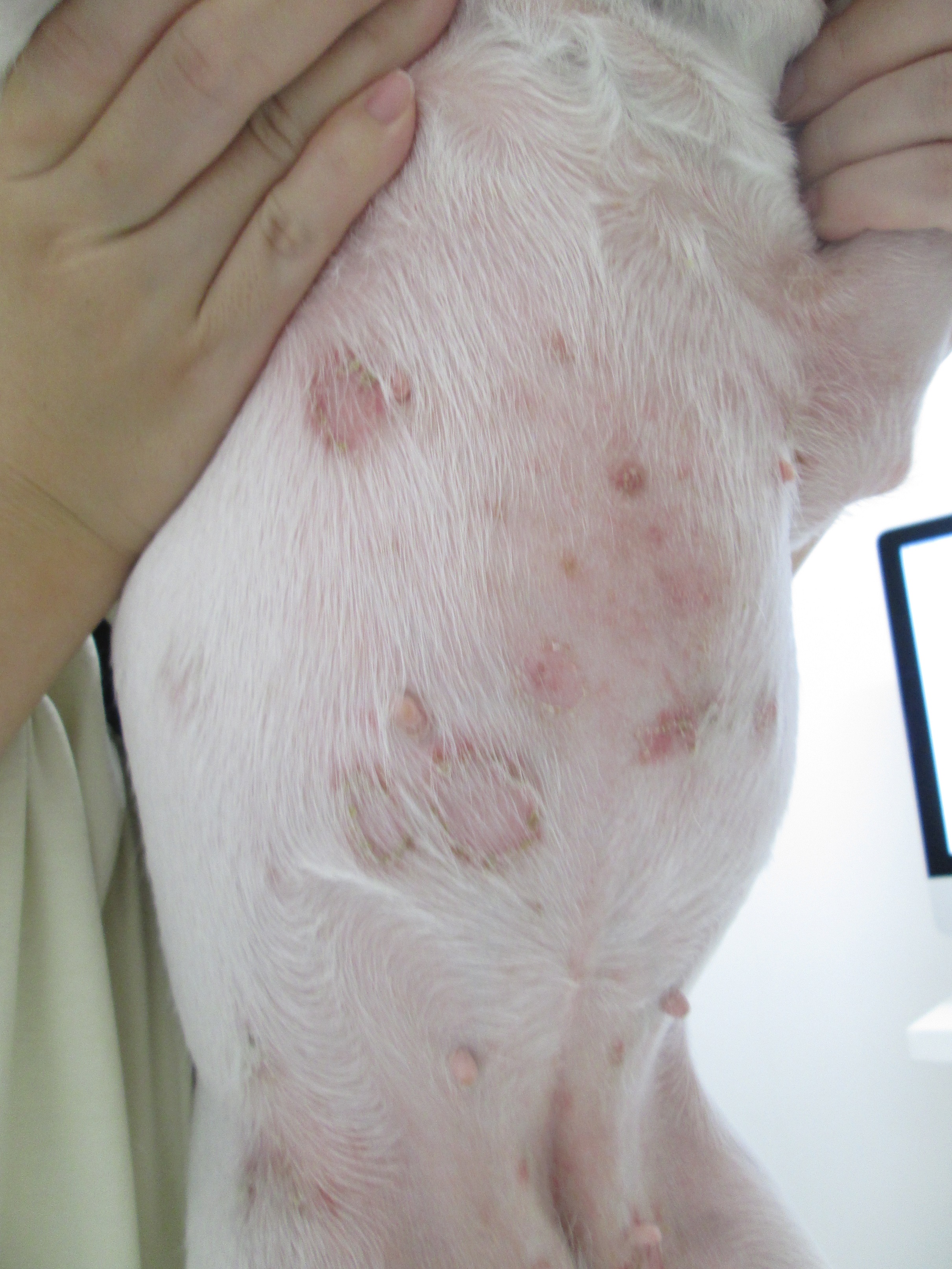 かさぶたや湿疹に要注意 わんちゃんによくある皮膚病 ポックル動物病院 札幌市手稲区 犬 猫 小動物