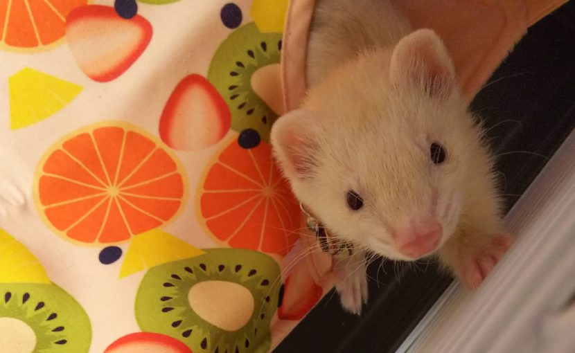 ぼくは何という動物でしょう?