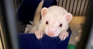 フェレットの飼育に必要な物について