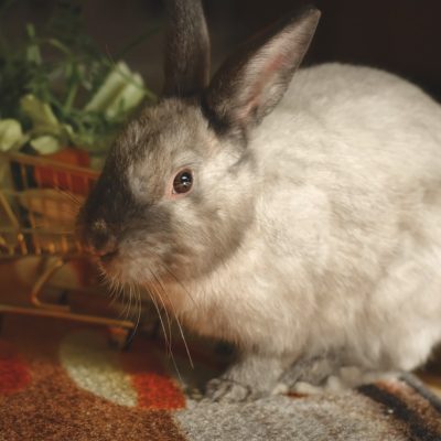 ウサギの気管内挿管 ポックル動物病院 札幌市手稲区 犬 猫 小動物