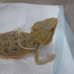 bearded dragon