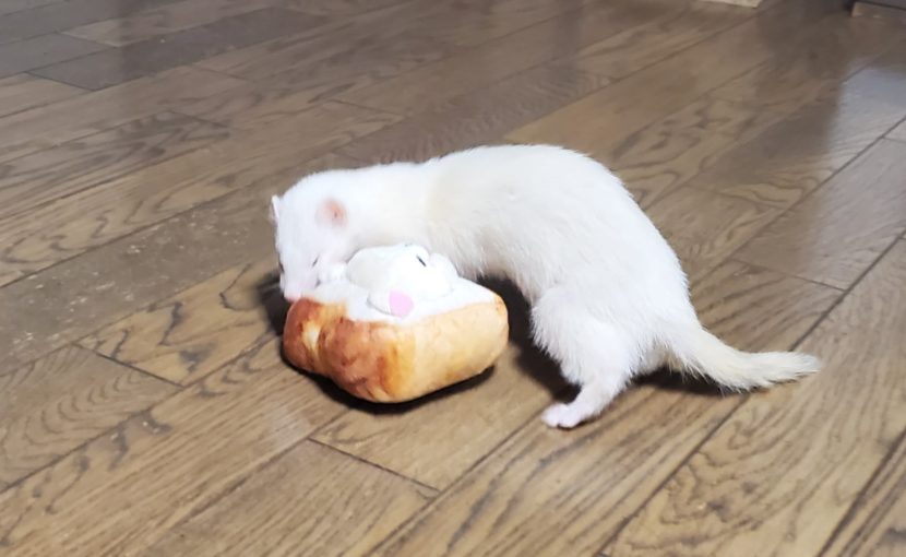 フェレットに多い病気②