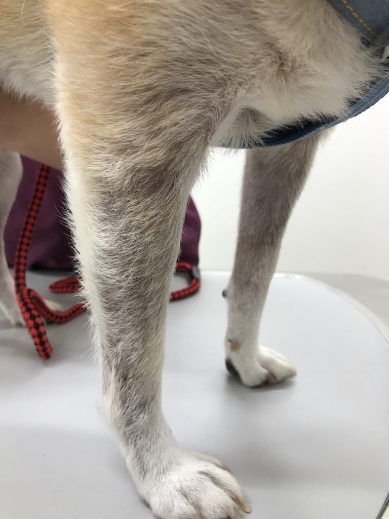 犬アトピー性皮膚炎の新しい治療 | ポックル動物病院|札幌市手稲区|犬