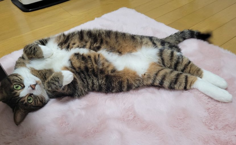 冬の猫の疾患といえば、、、？