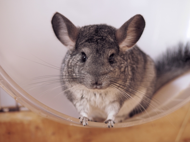 小動物の診療