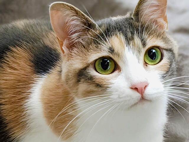 猫の診療
