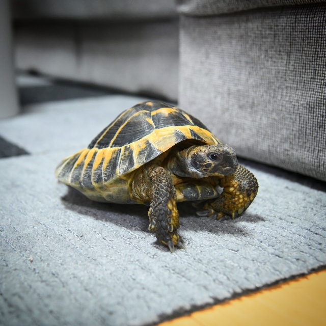 カメの診療