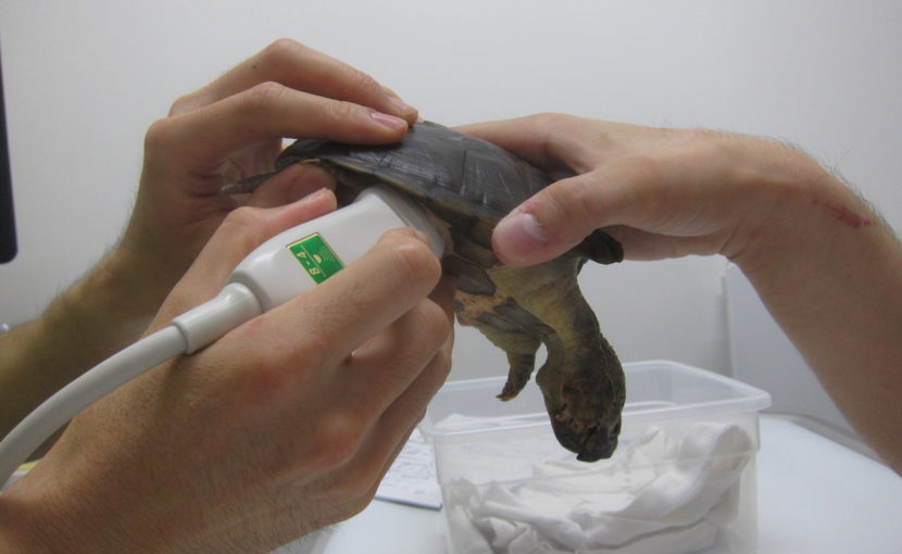 カメの食欲不振について