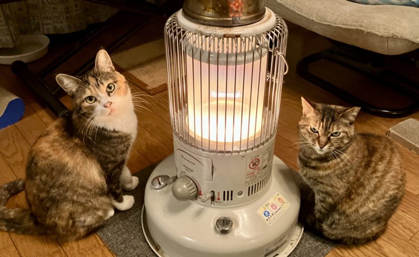 慢性腎臓病の猫ちゃんの未来のために