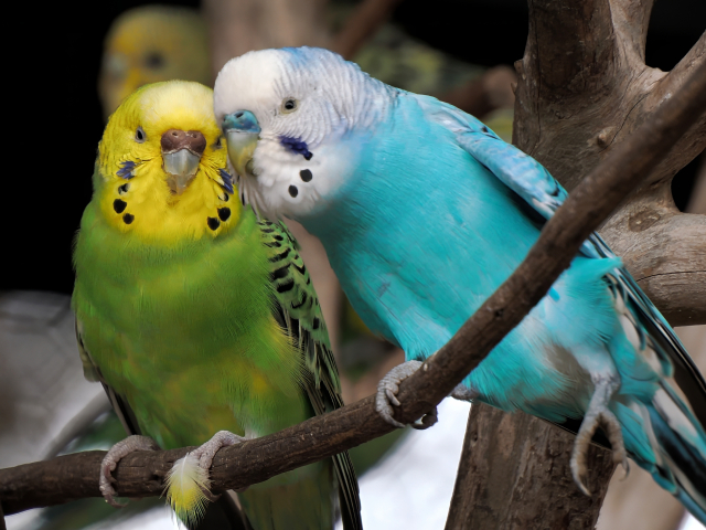 鳥類の診療