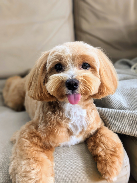 犬の診療