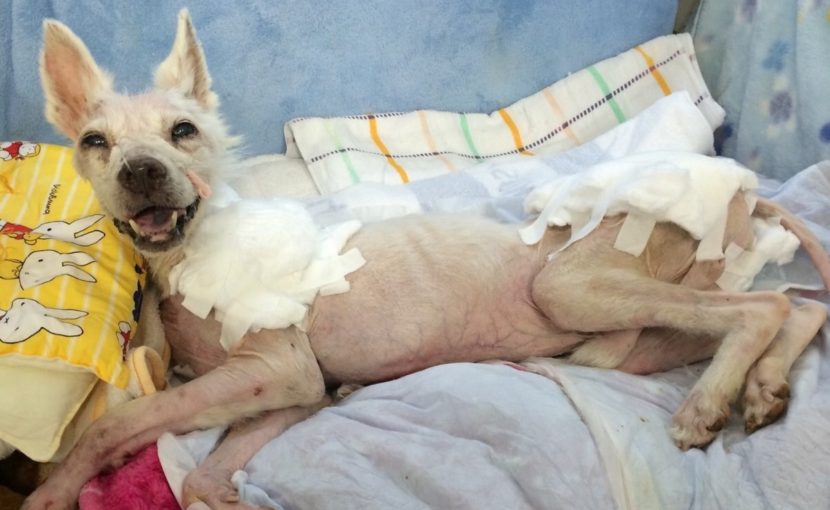 愛犬愛猫が寝たきりにならないように