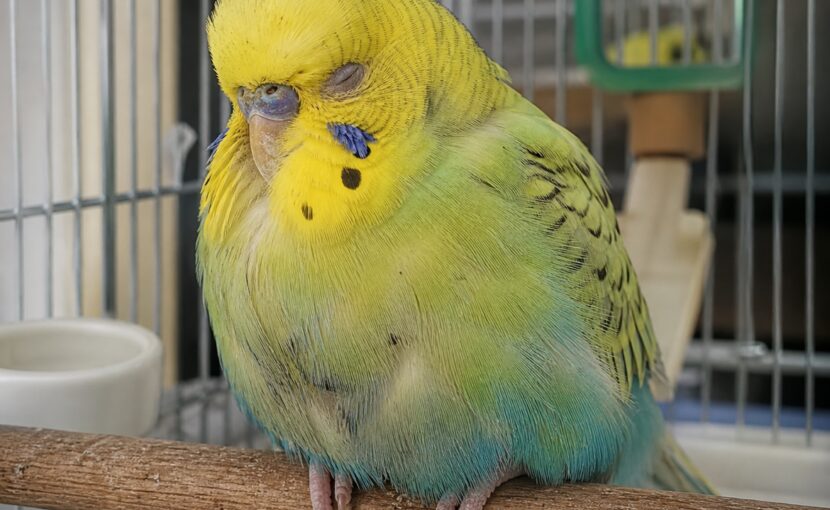 インコの「メガバクテリア症」とは？ 〜よくあるけど見逃したくない胃の病気〜