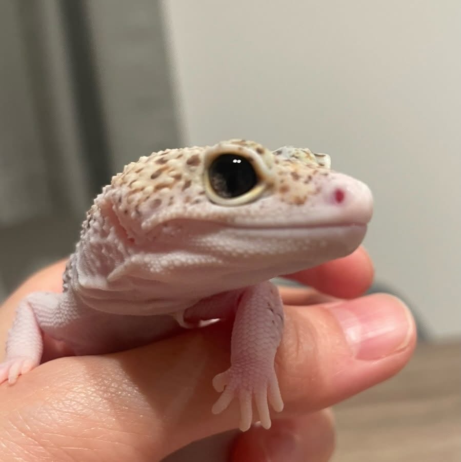 ヒョウモントカゲモドキの脱皮不全