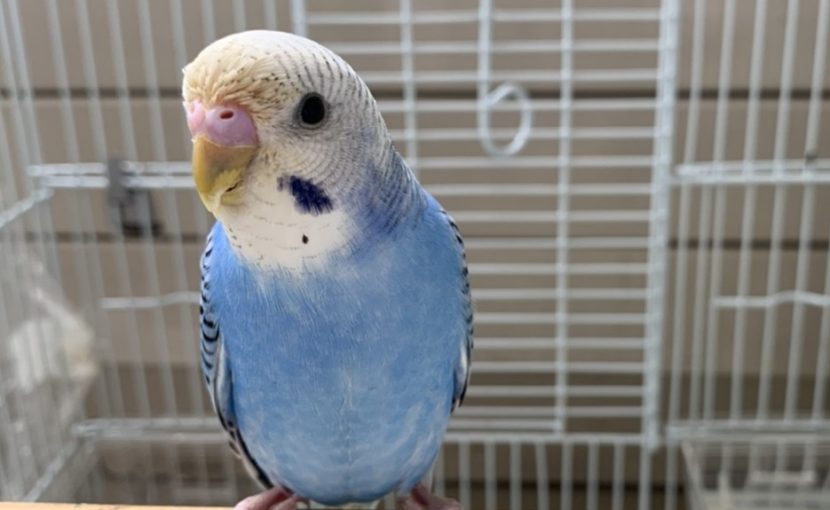 鳥さんの体型を把握しよう！