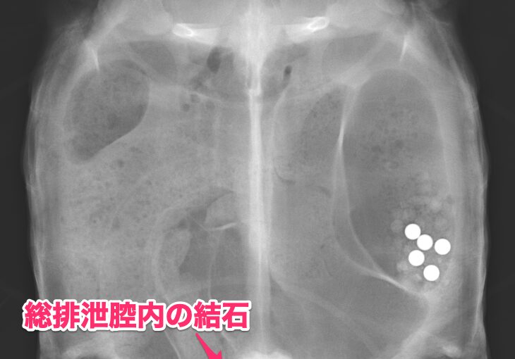 リクガメの膀胱結石